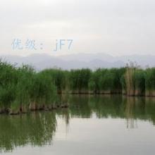 赸