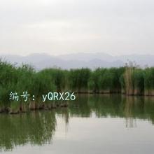 赸