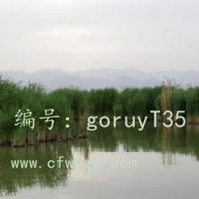 ʦ