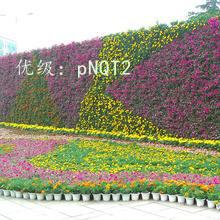 α